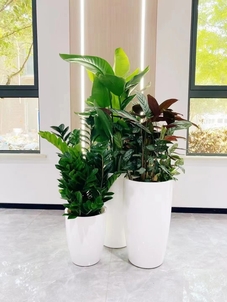 惊！杭州湾花木租摆价格，真相大揭秘！